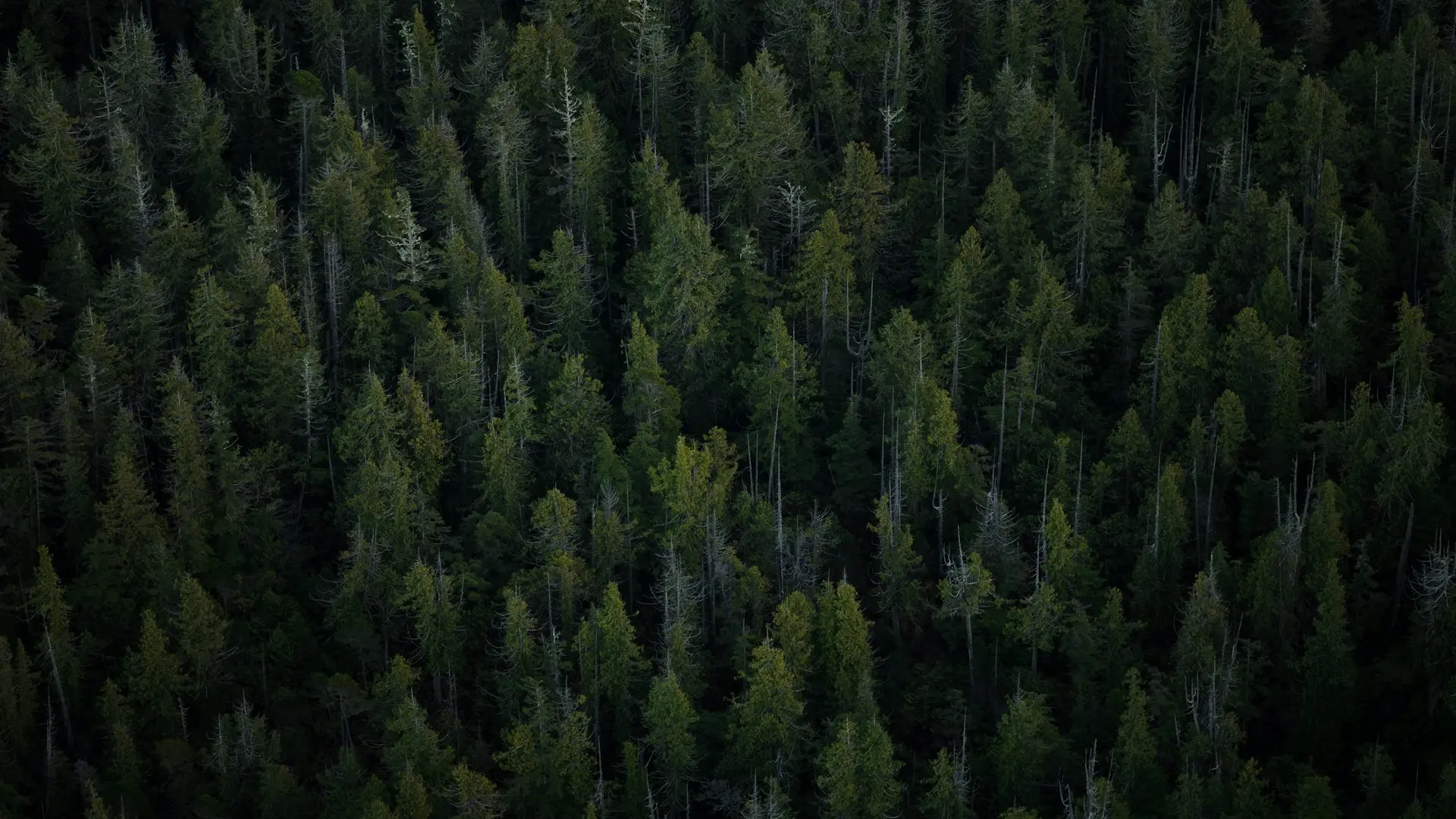 aerial view of tall trees